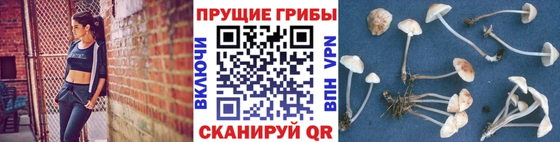 Галлюциногенные грибы Cubensis  Калининец 